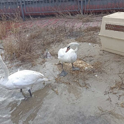 У зоопарку Одеси випустили на волю лебедів - Суспільство