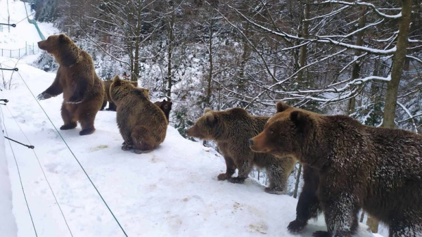 Ведмідь Балу з Хмельницького не може впасти у сплячку - Суспільство